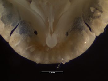 Media type: image;   Herpetology R-132023
